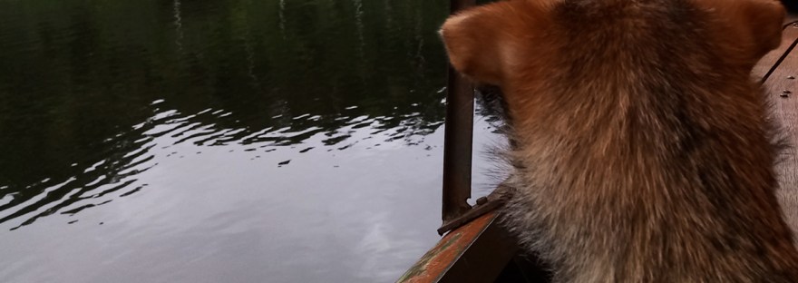 Viaja con tu mascota