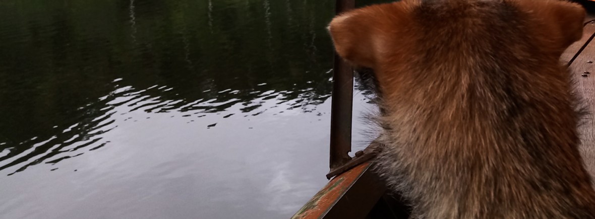 Viaja con tu mascota